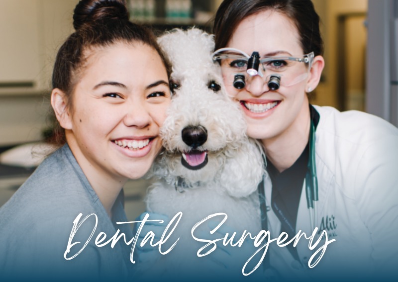 Carousel Slide 2: pet dental surgery