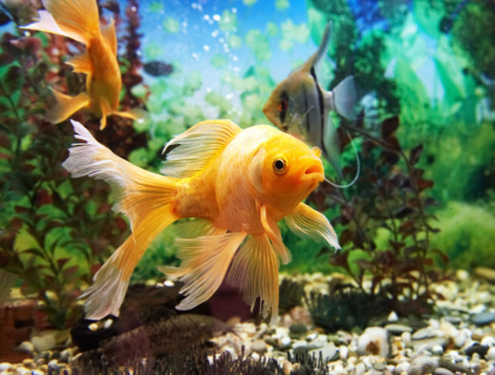 Fish & Aquatic Pet Care