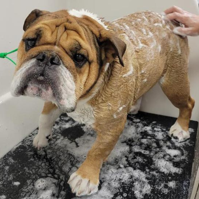 english bulldog bath