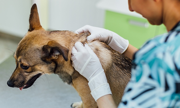 dog dermatologist