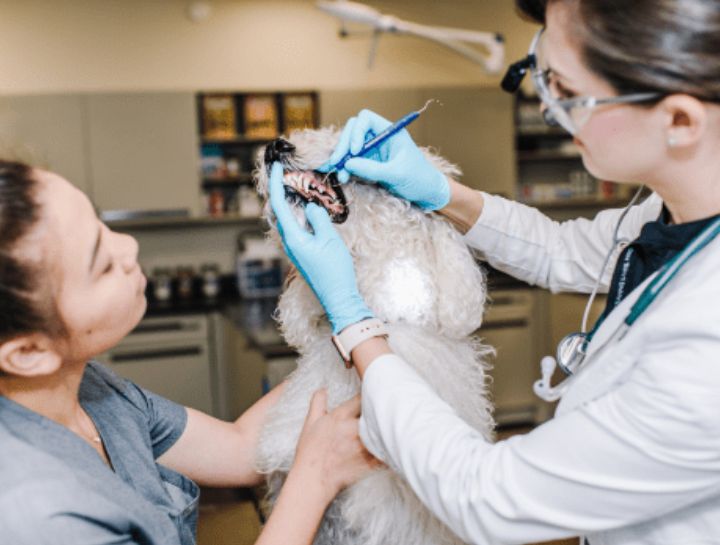 Preventive Dental Care