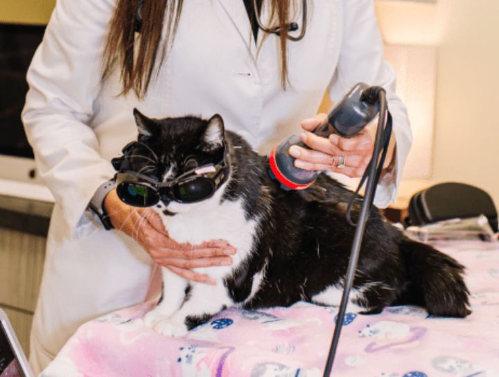 Pet Laser Therapy