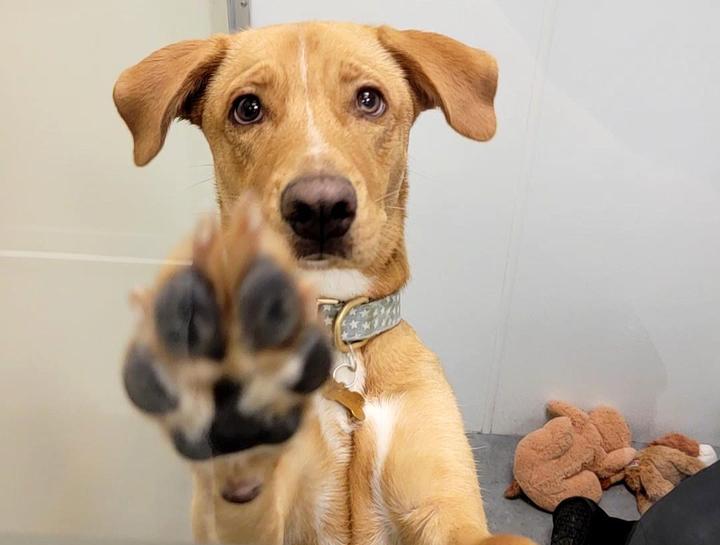 Preventive Care for Dogs