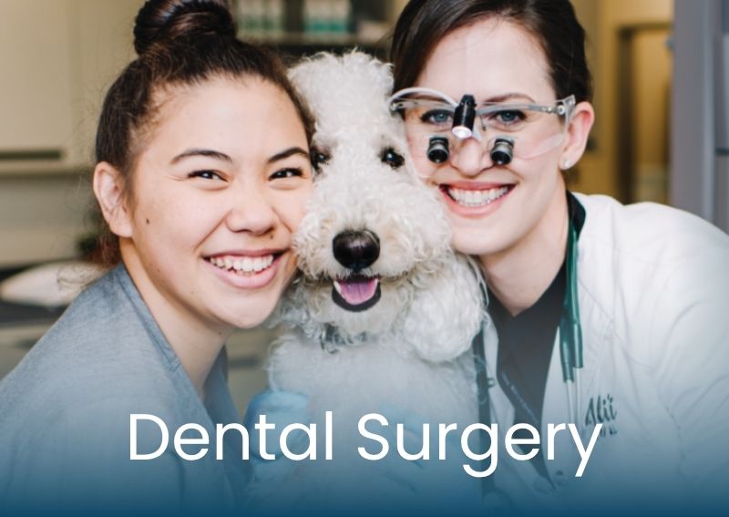 Carousel Slide 1: pet dental surgery